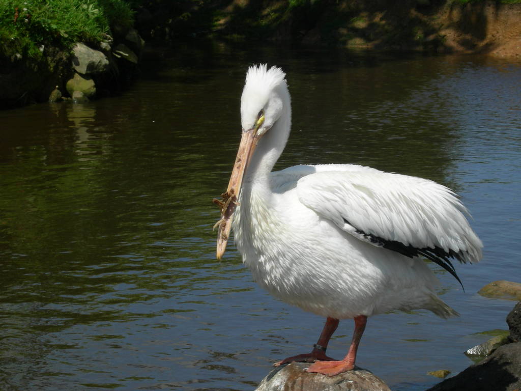 American white pelican