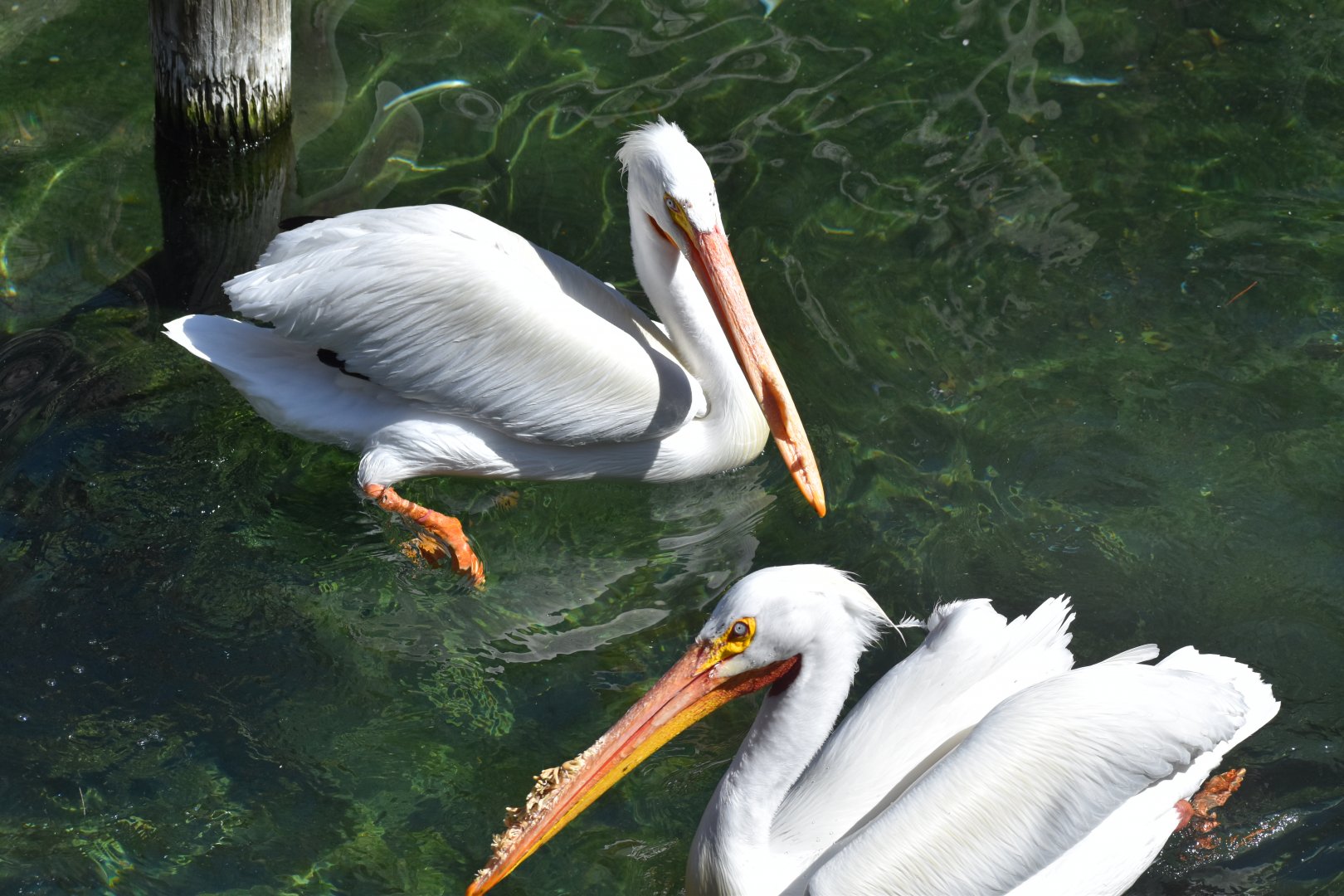 American White Pelican