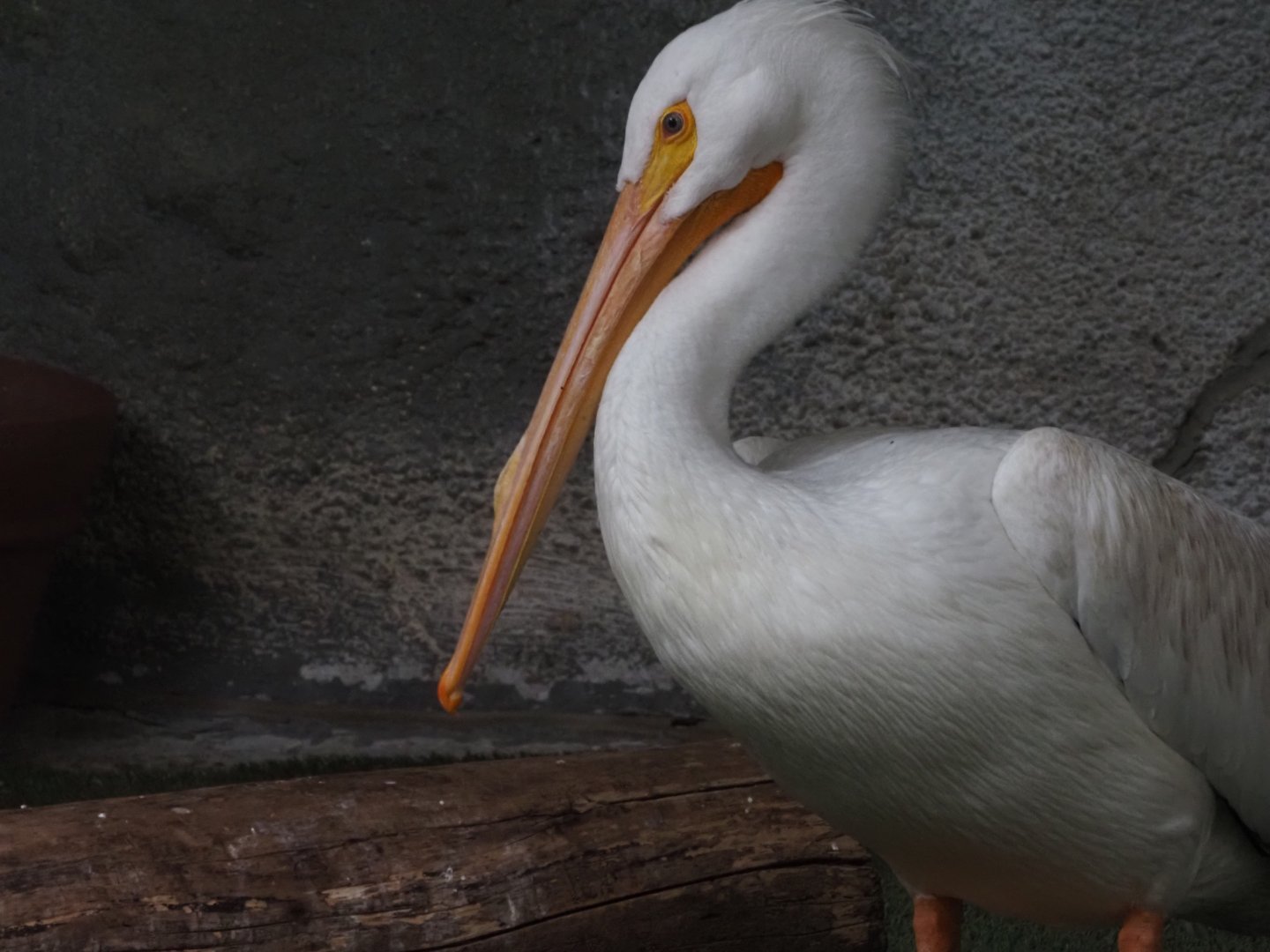 American White Pelican