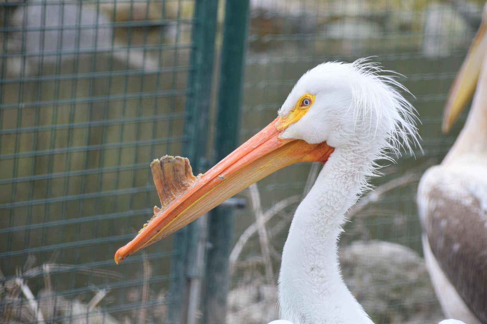 American white pelican