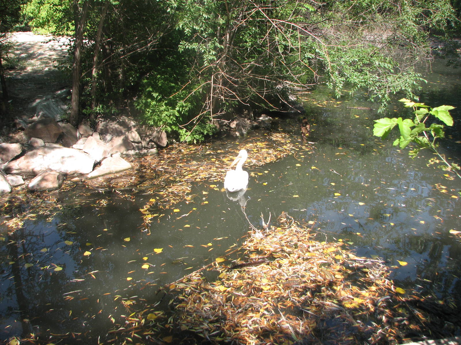American White Pelican