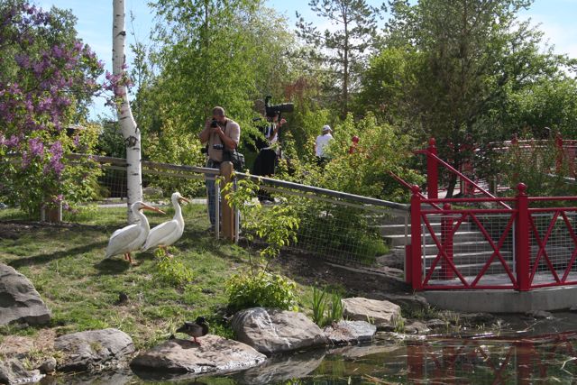 American White Pelican