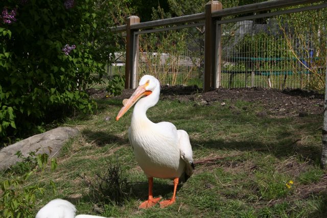 American White Pelican