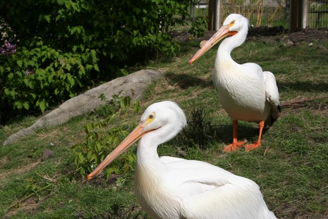 American White Pelican