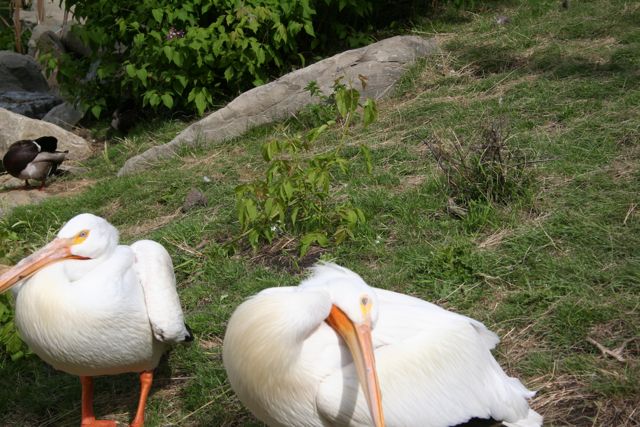 American White Pelican