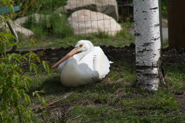 American White Pelican