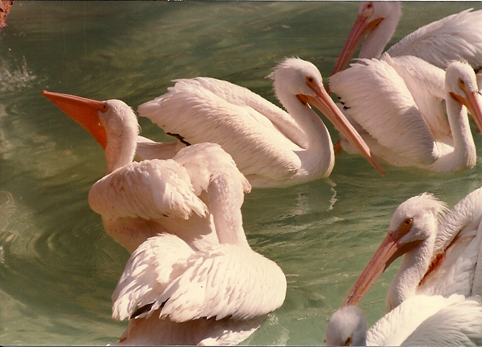 American White Pelicans - Circa 1980