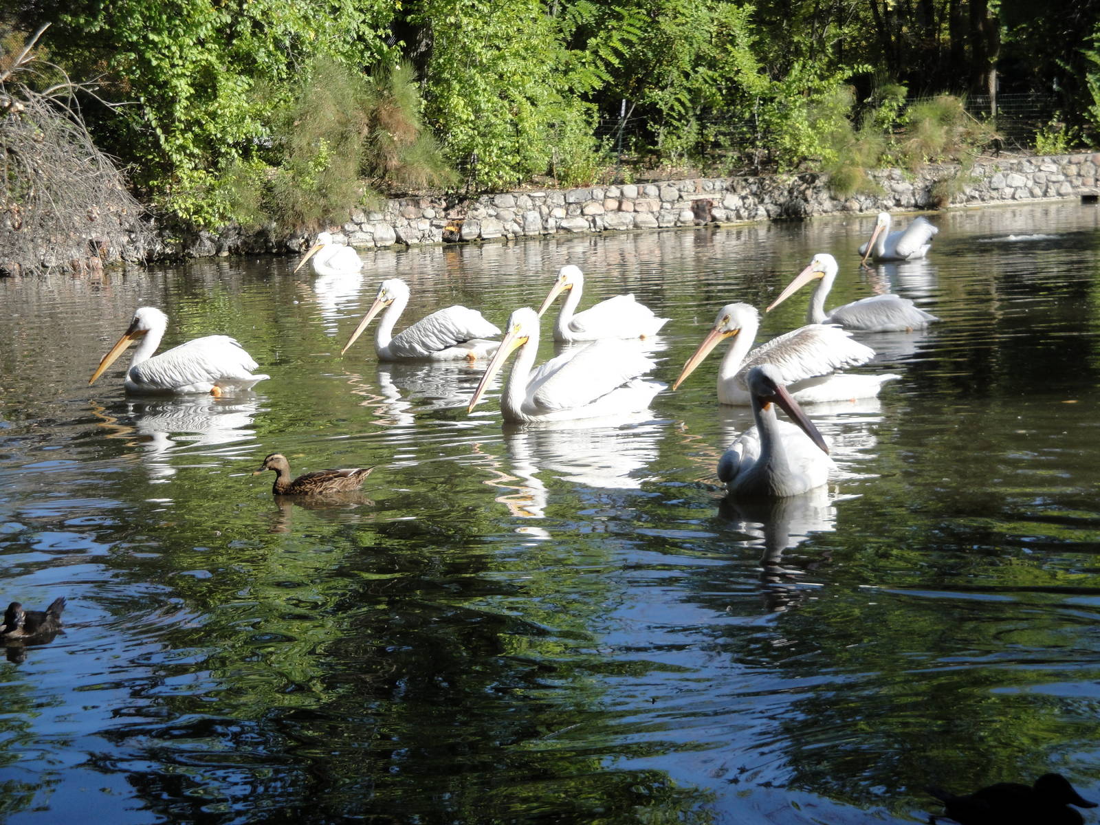American White Pelicans