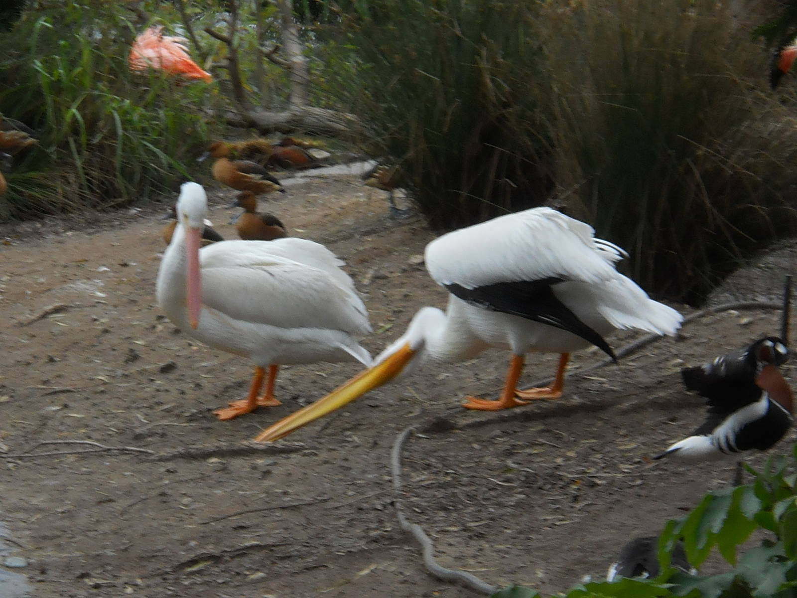 American white pelicans