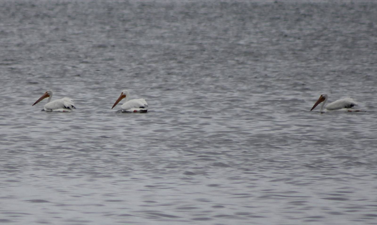 American white pelicans