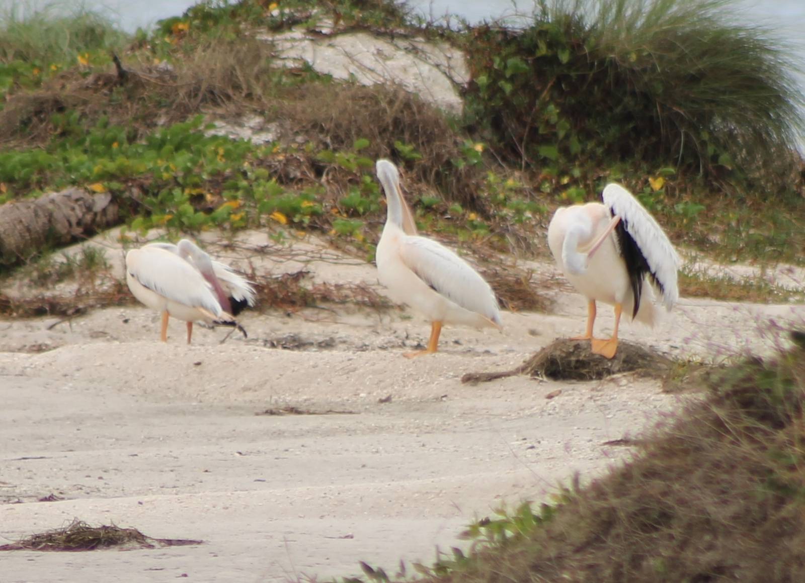 American white pelicans