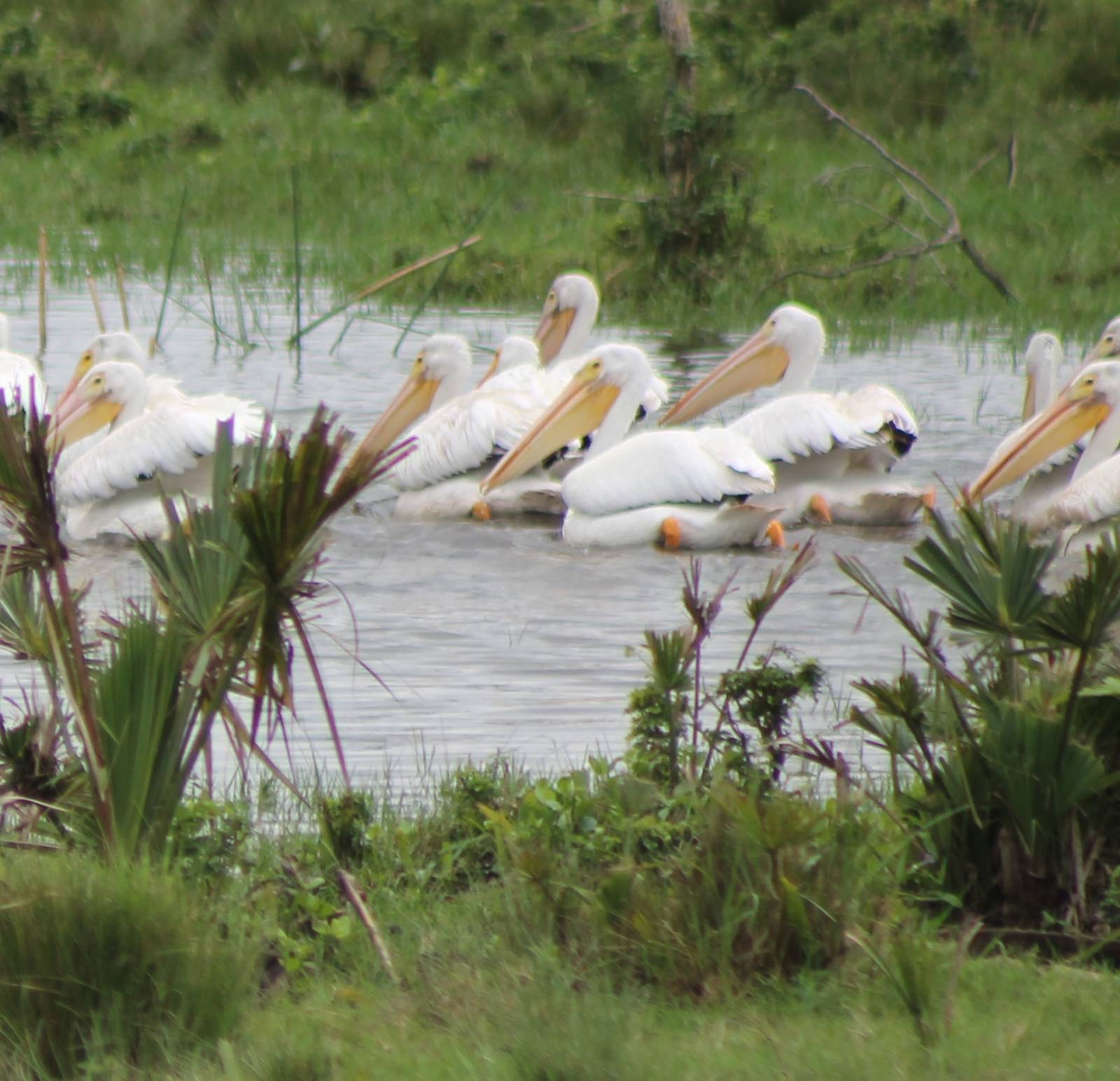 American white pelicans