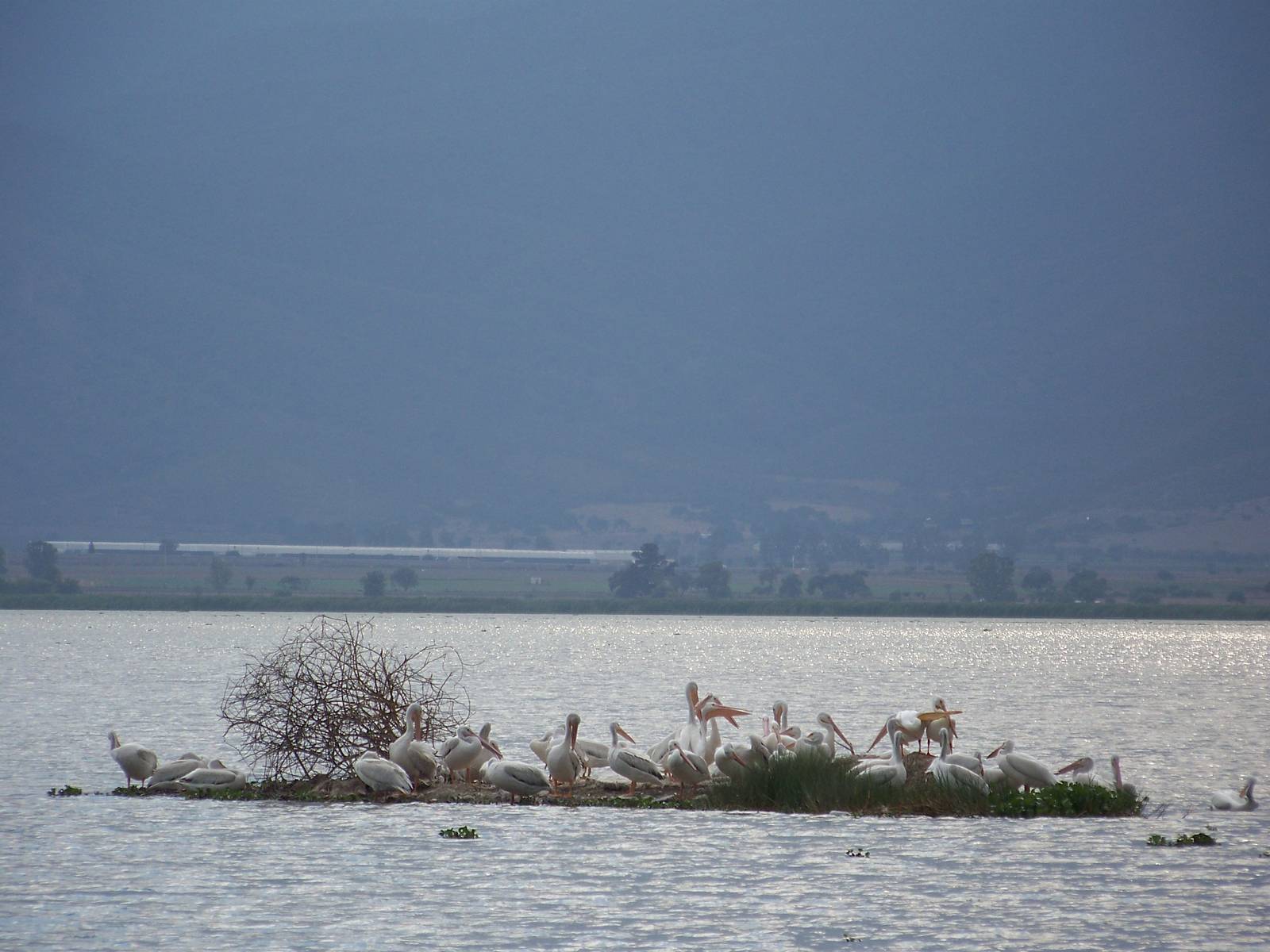 American white pelicans