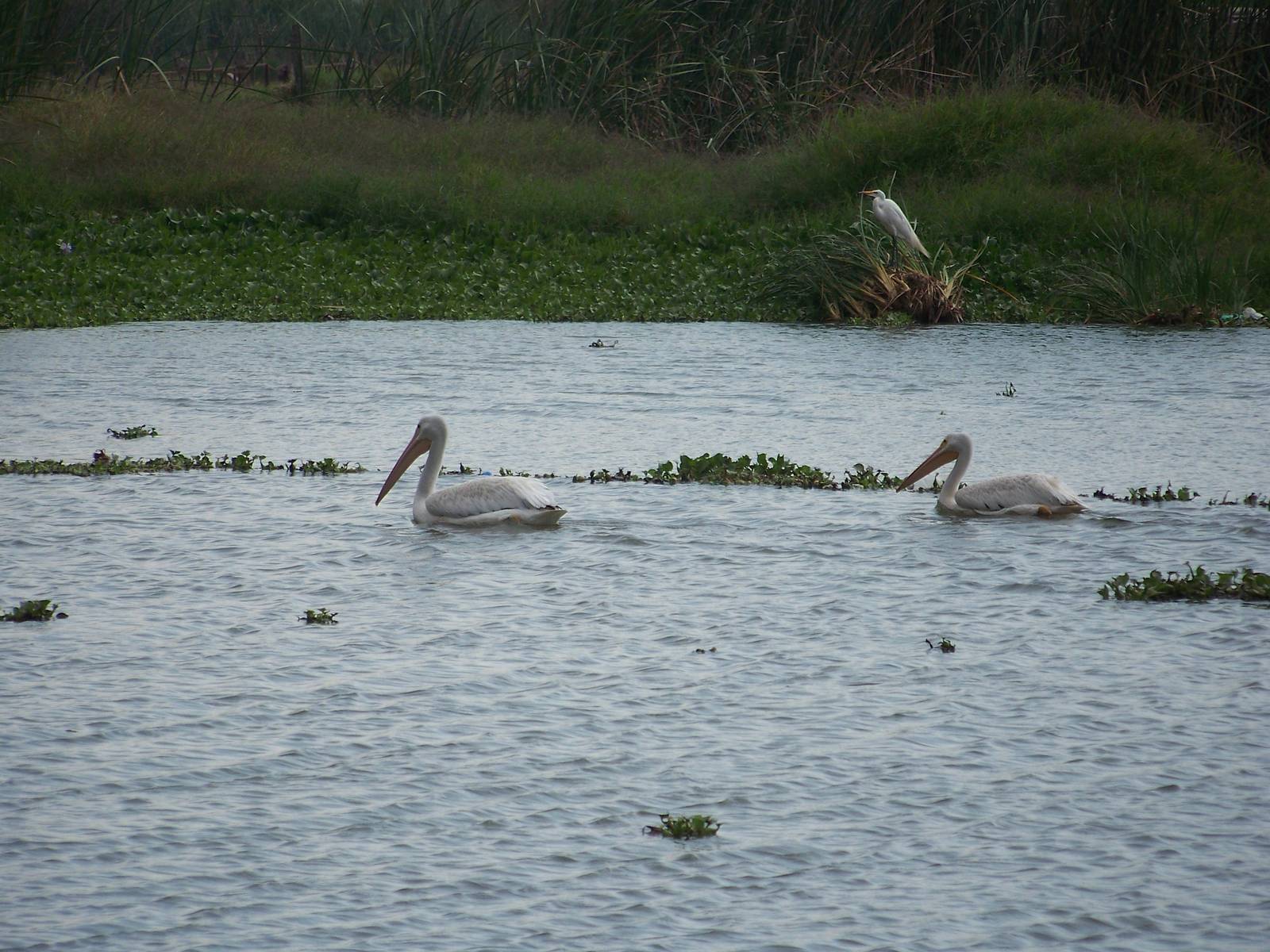 American white pelicans