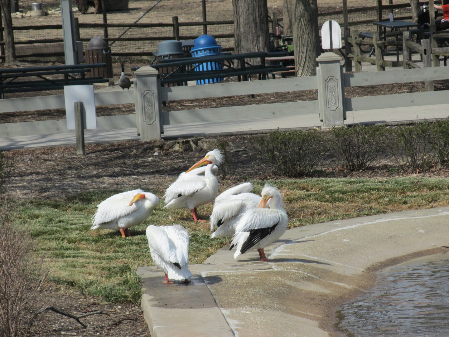 american white pelicans