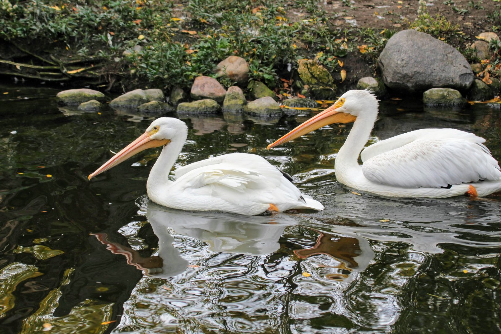 American White Pelicans