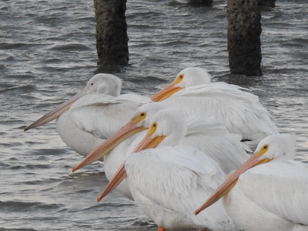 American White Pelicans
