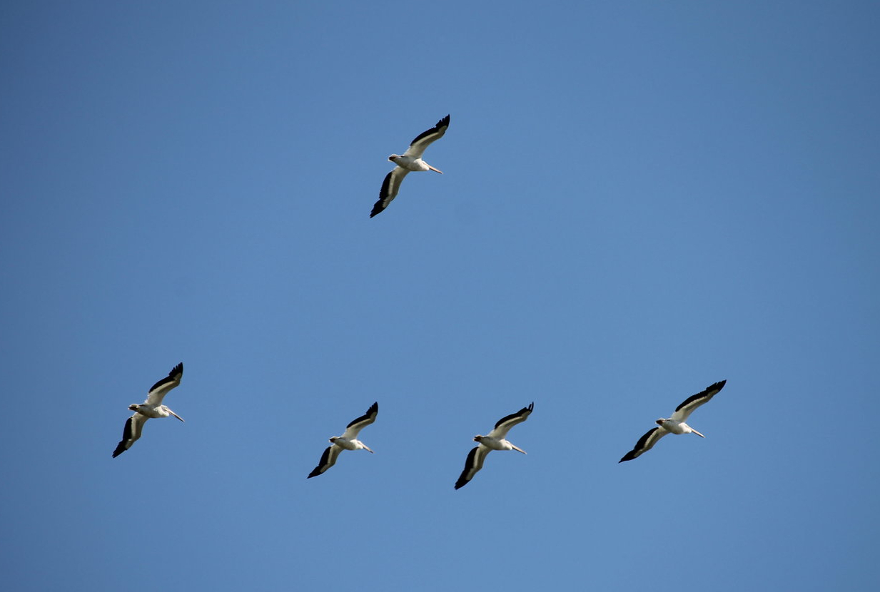 American White Pelicans