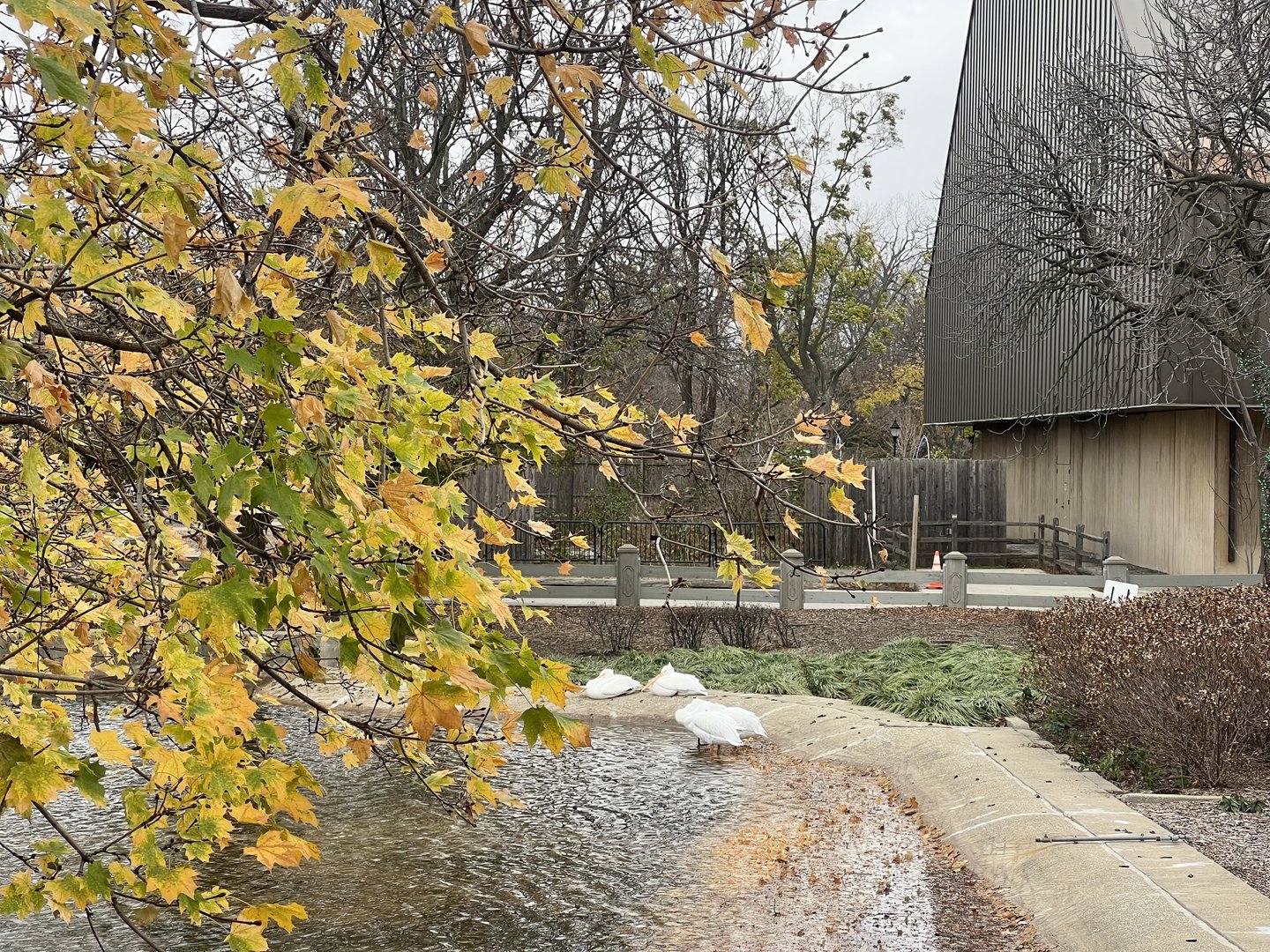American White Pelicans