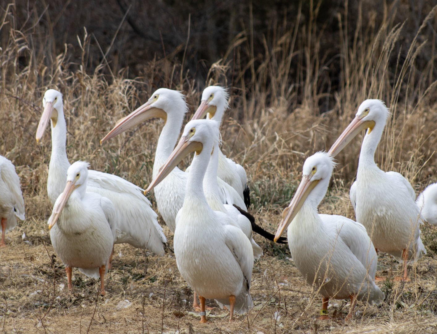 American White Pelicans
