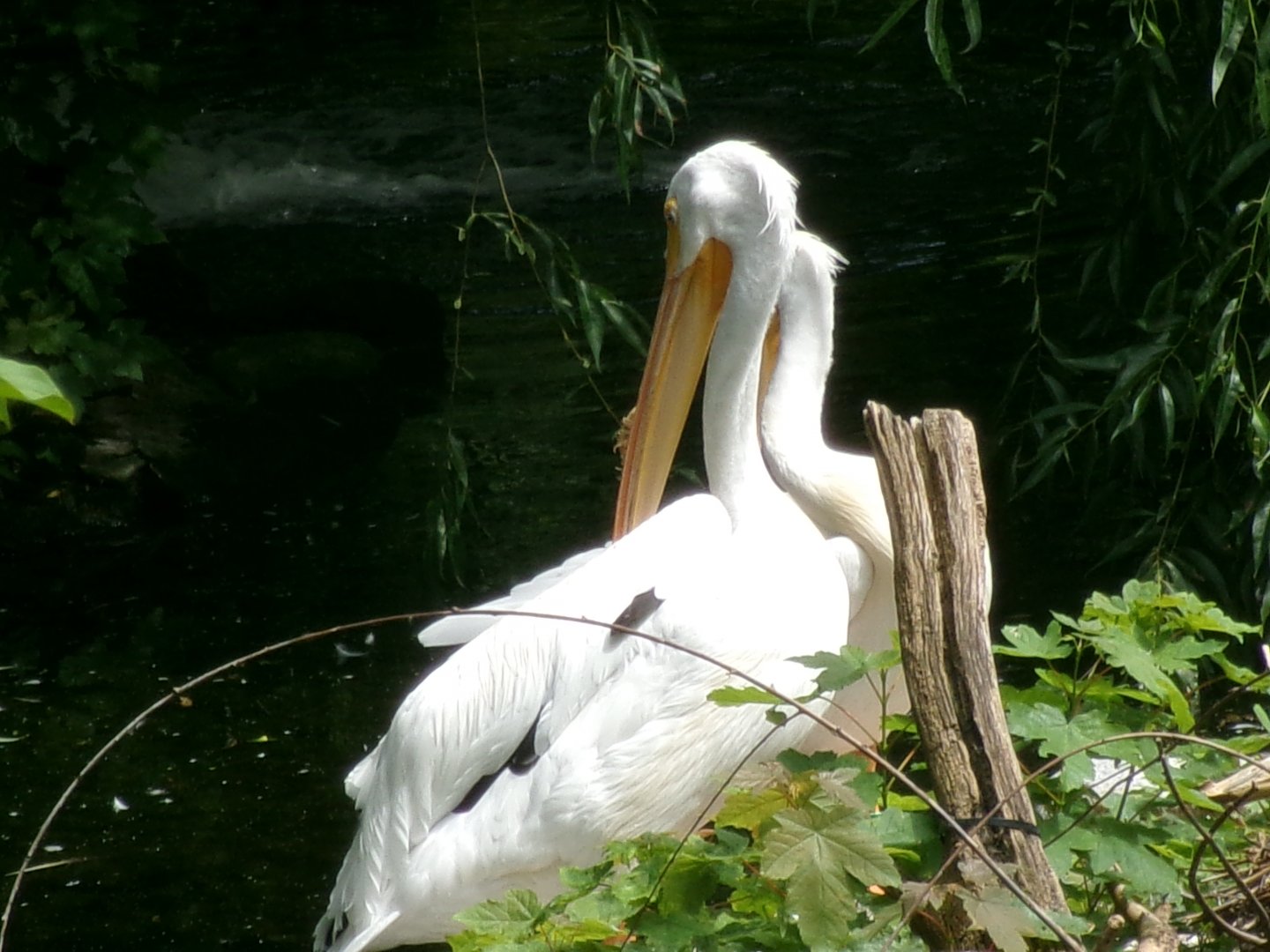 American white pelicans