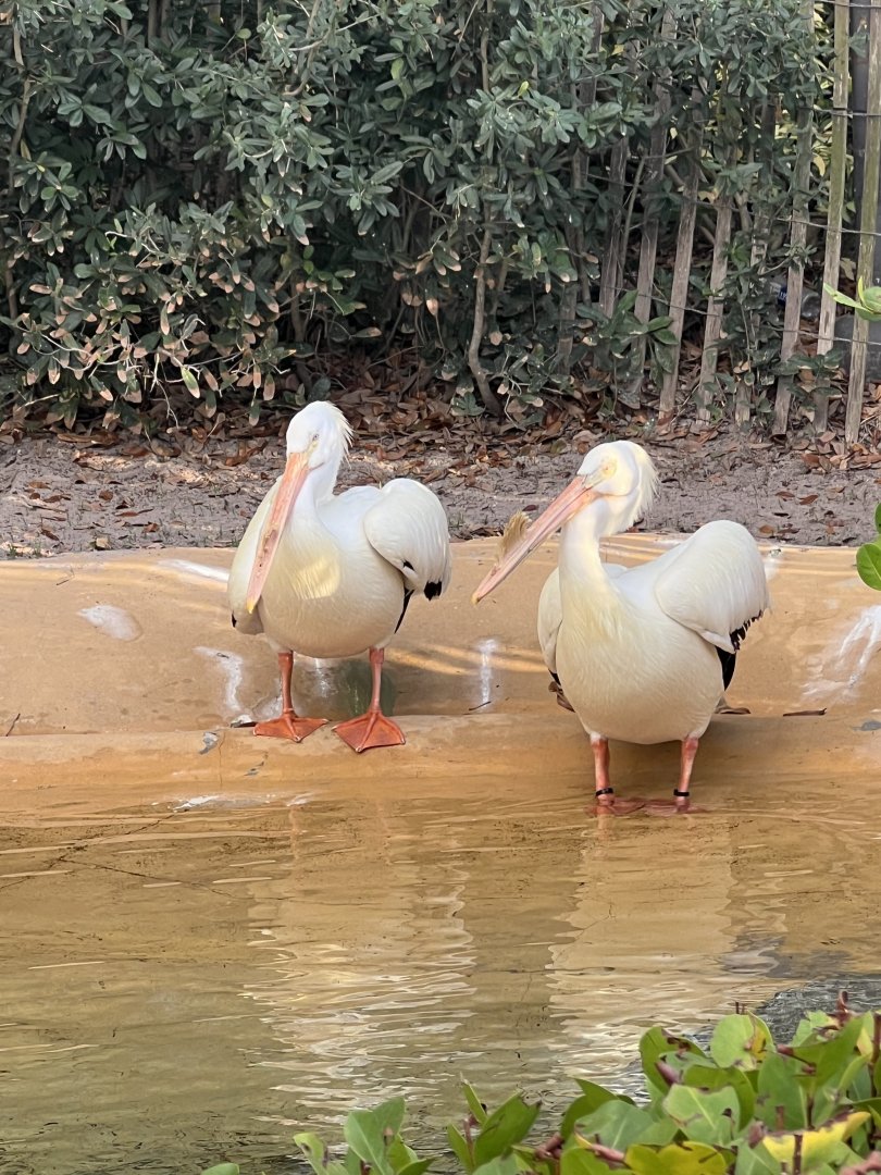 American White Pelicans