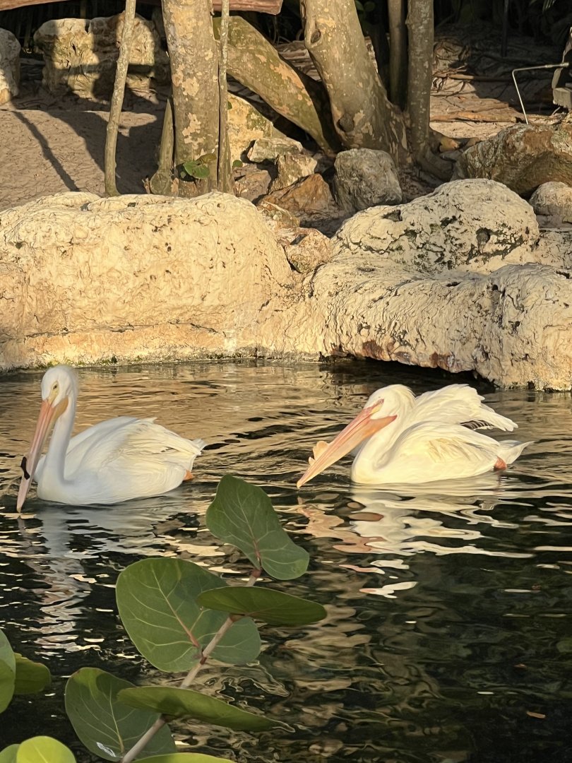 American White Pelicans