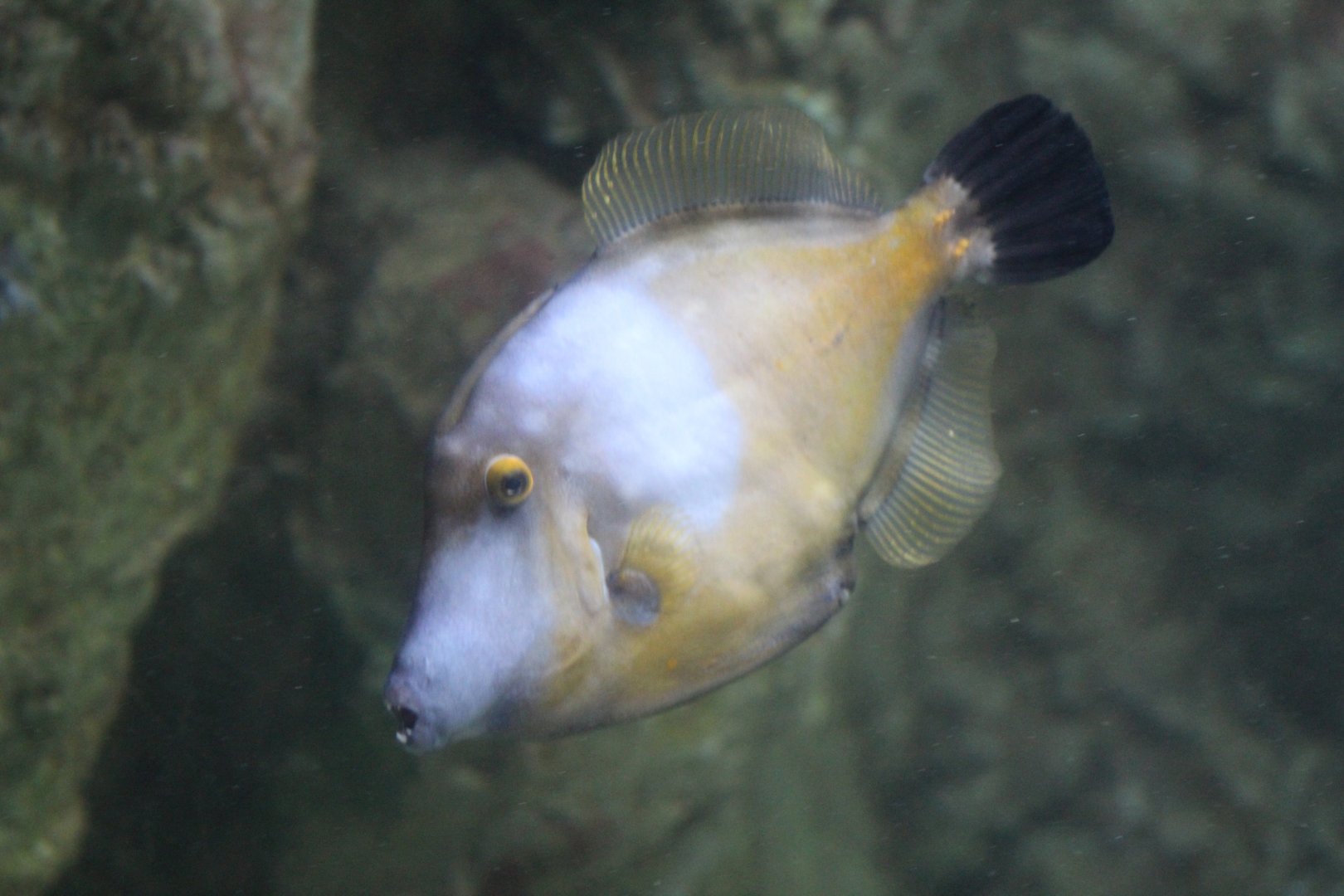 American White-Spotted Filefish