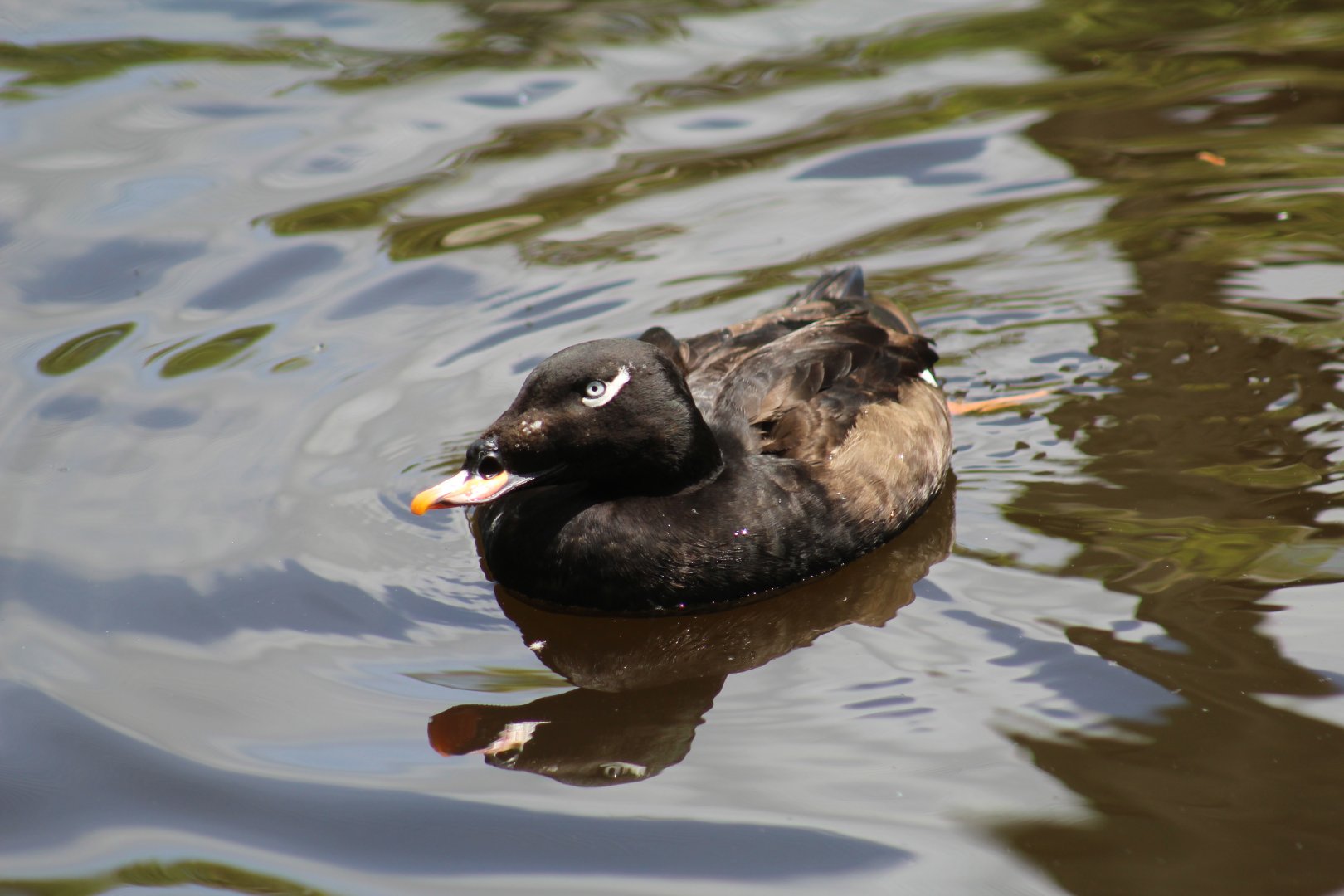 American White-Winged Scoter