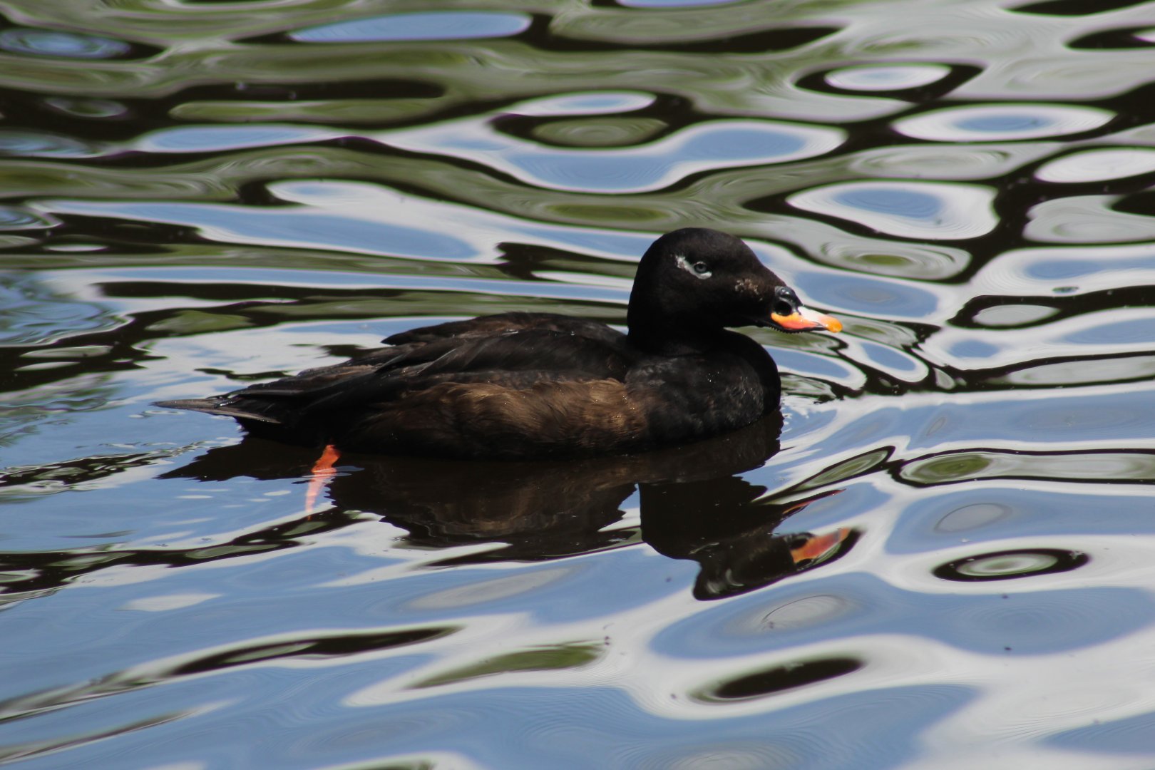 American White-Winged Scoter