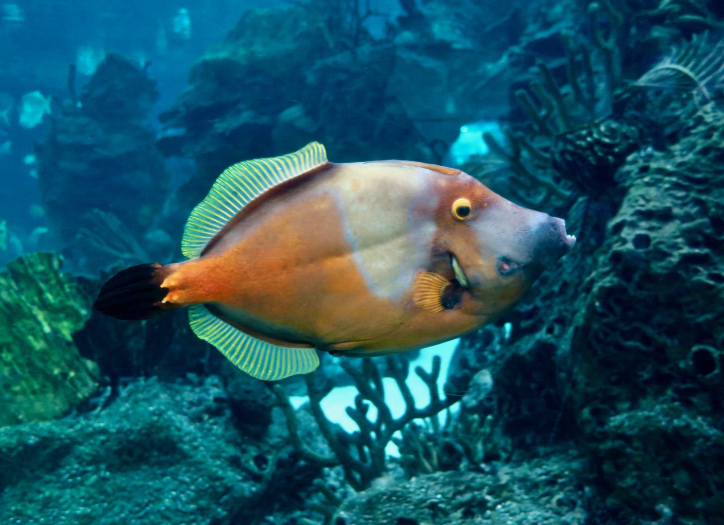 American Whitespotted Filefish (Cantherhines macrocerus)