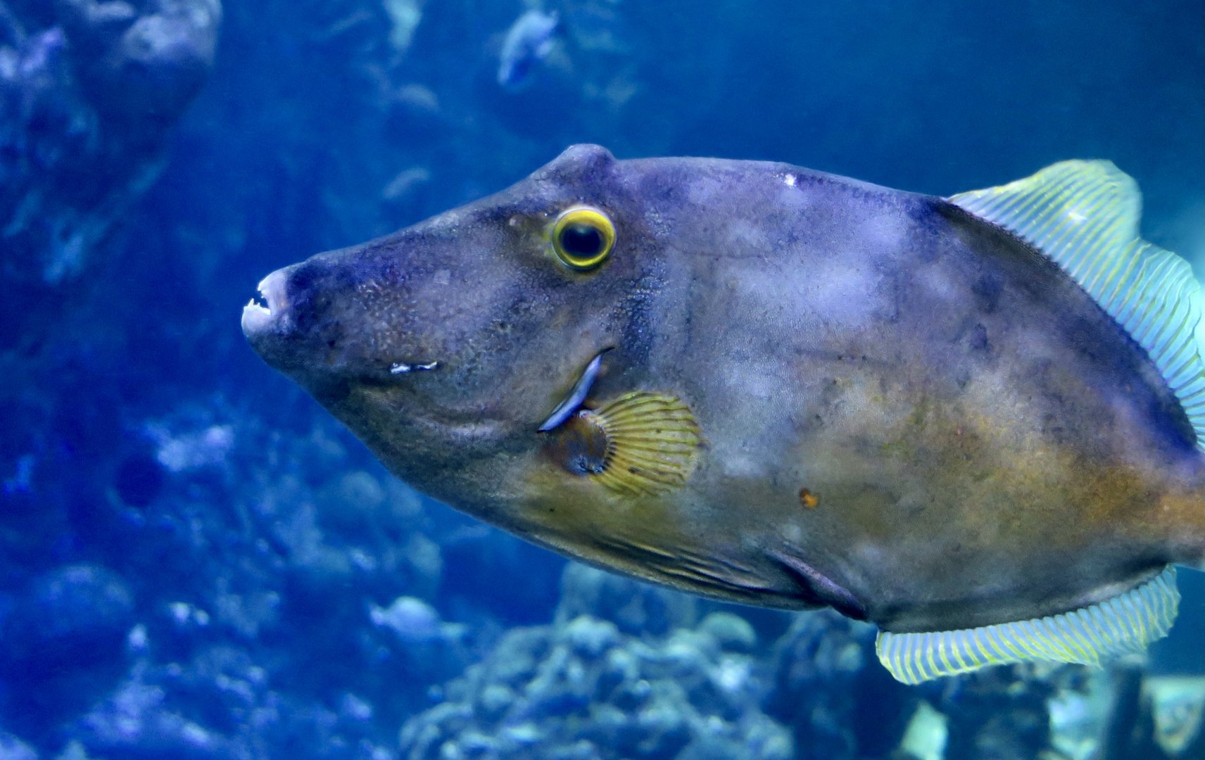 American Whitespotted Filefish (Cantherhines macrocerus)
