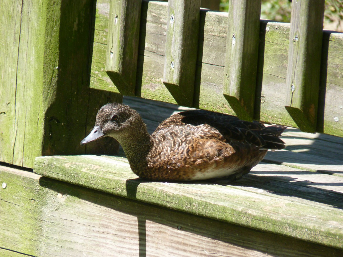 American widgeon, female