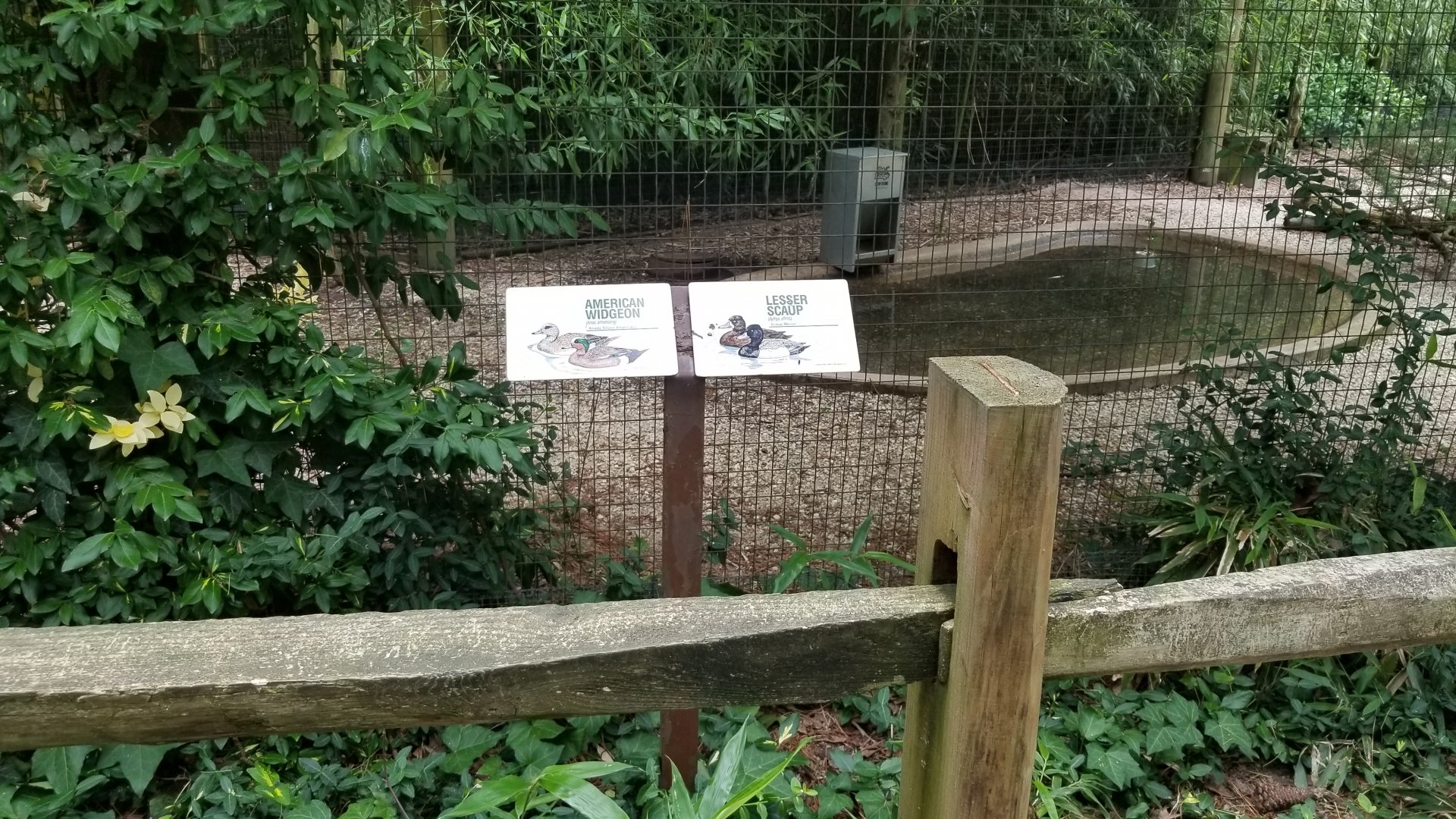American widgeon, lesser scaup signs