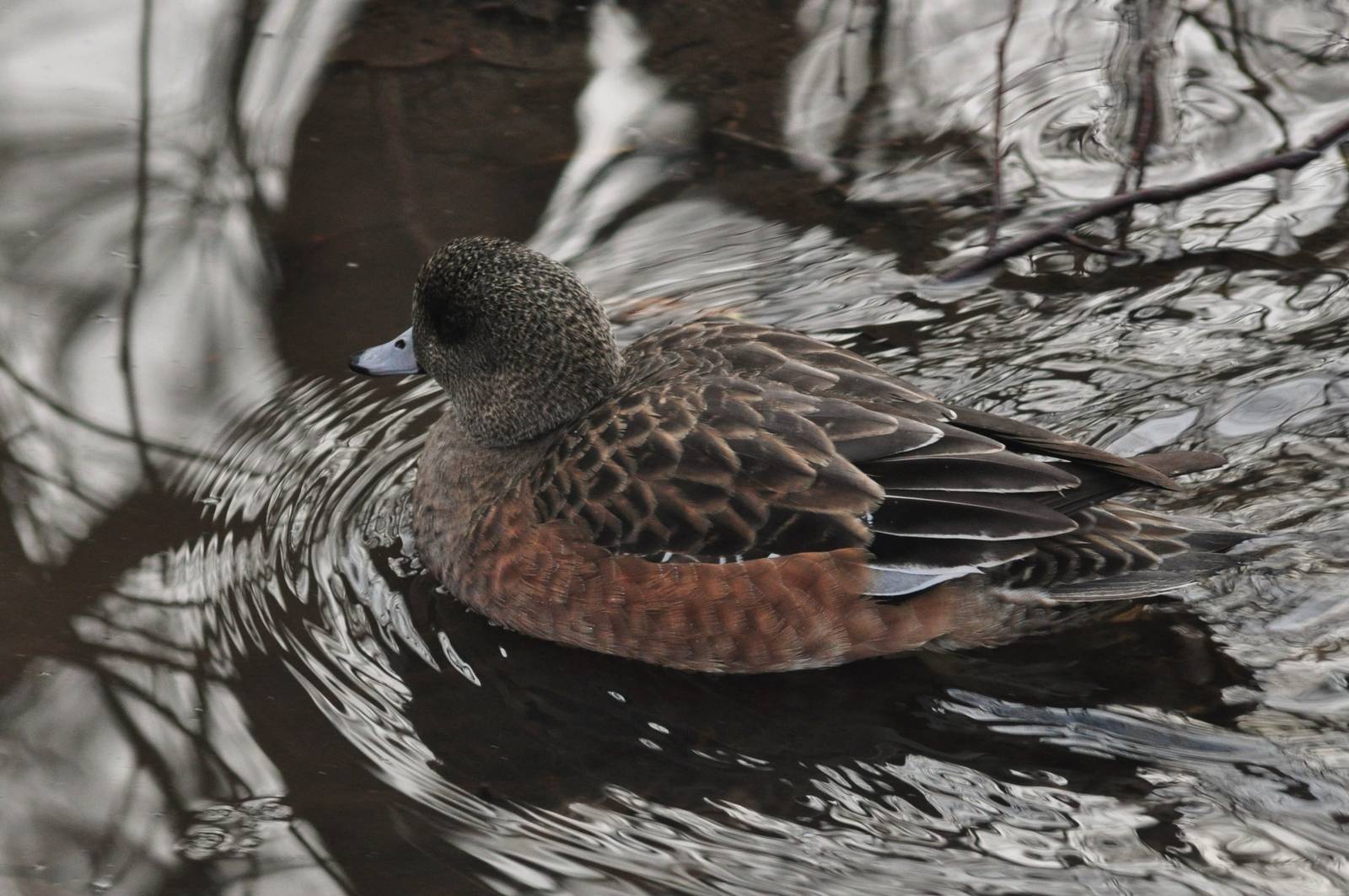 American Wigeon - Alaska