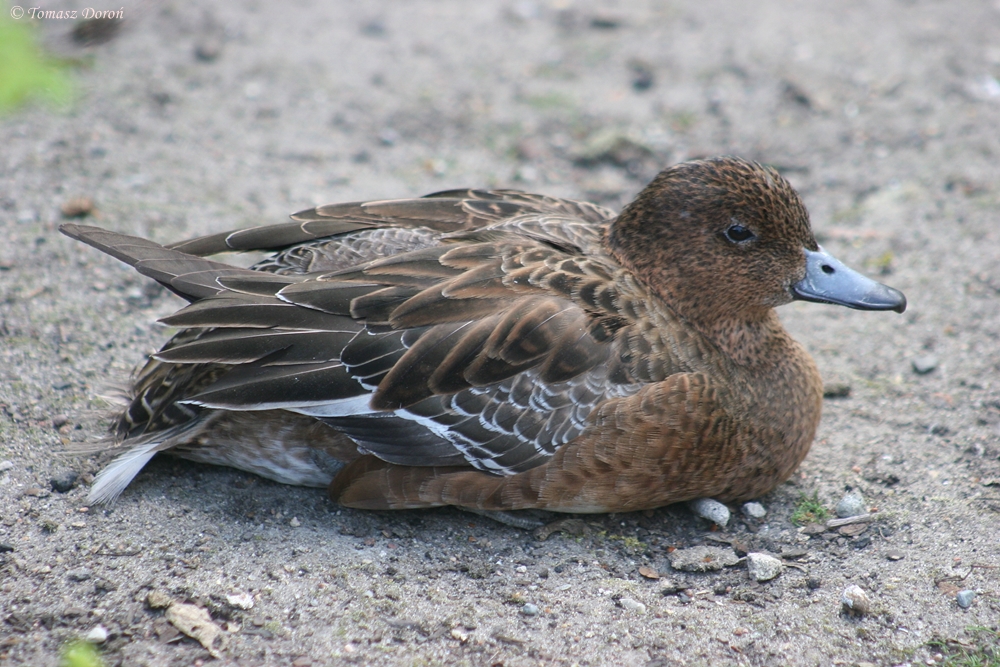 American wigeon (Anas americana)