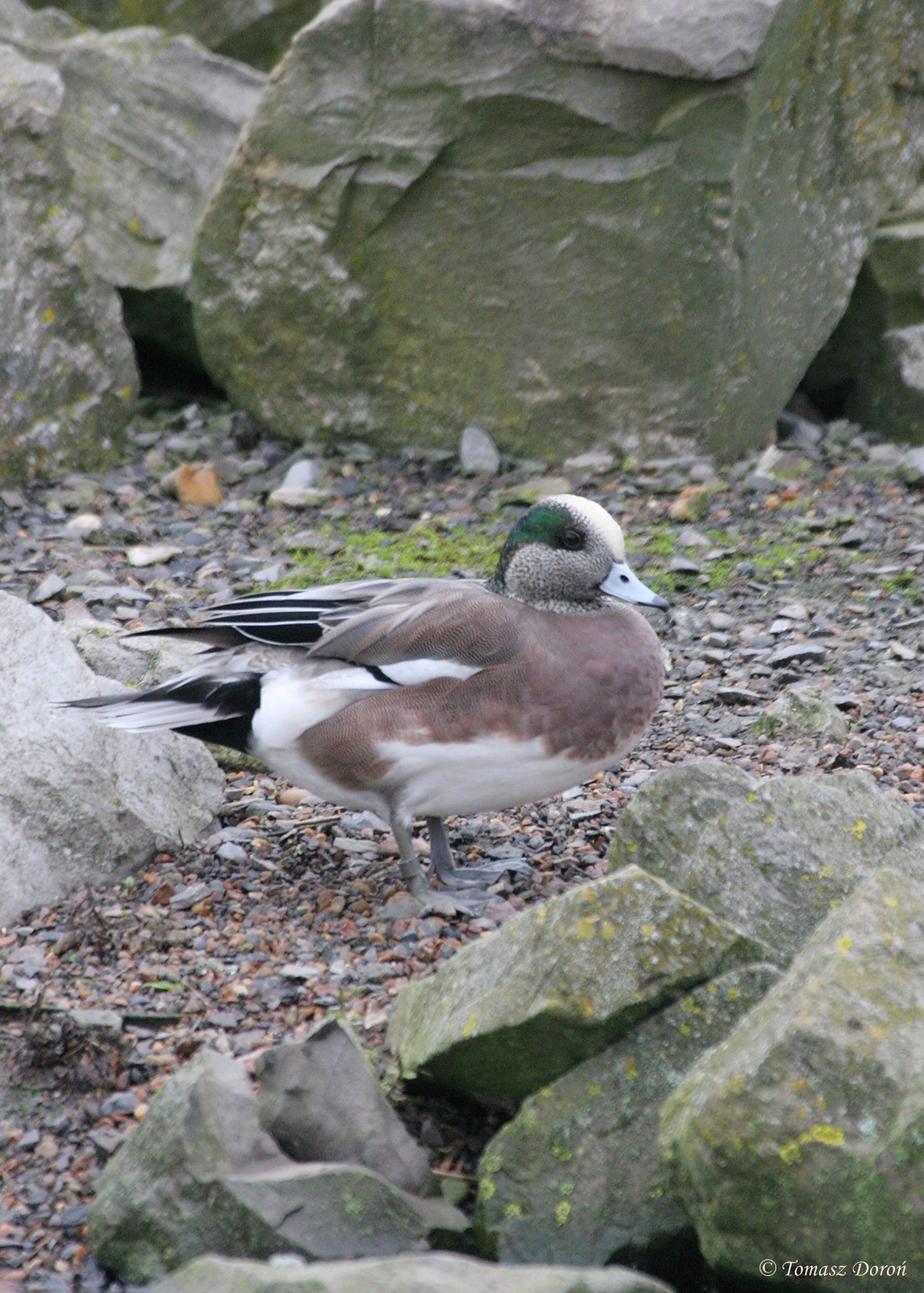 American Wigeon (Anas americana)