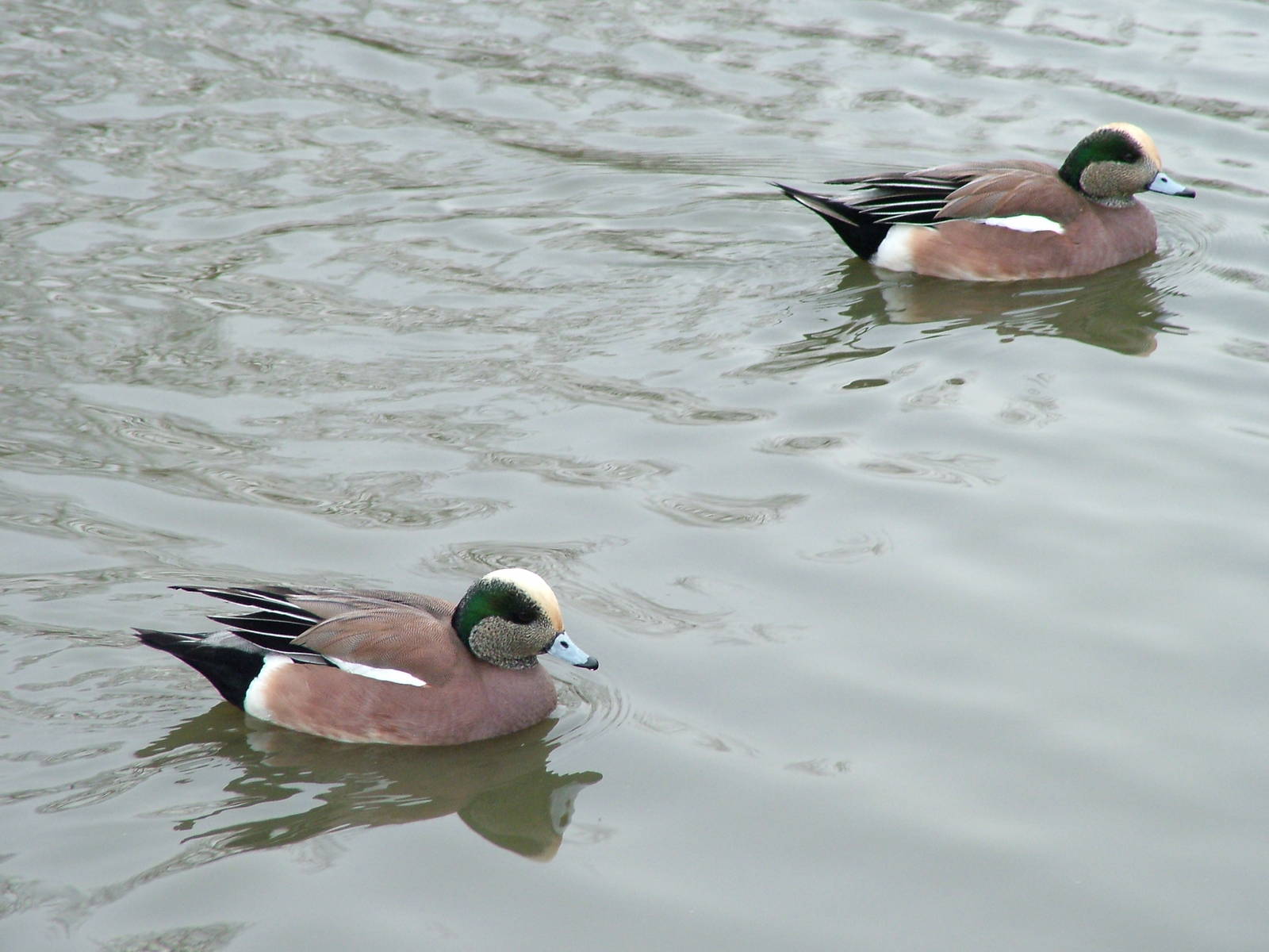 American Wigeon at Slimbridge 06/02/10