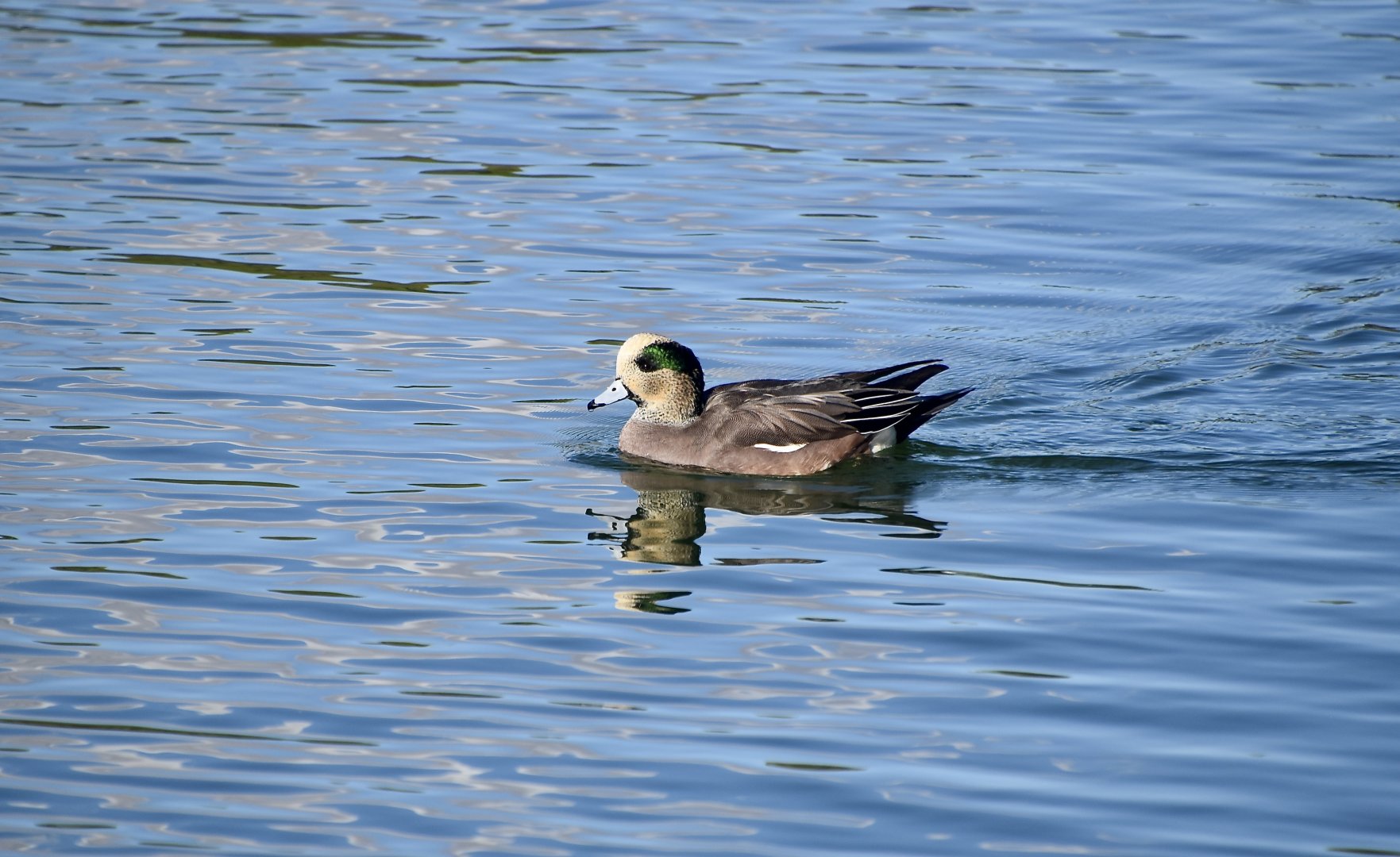 American Wigeon (Mareca americana) male