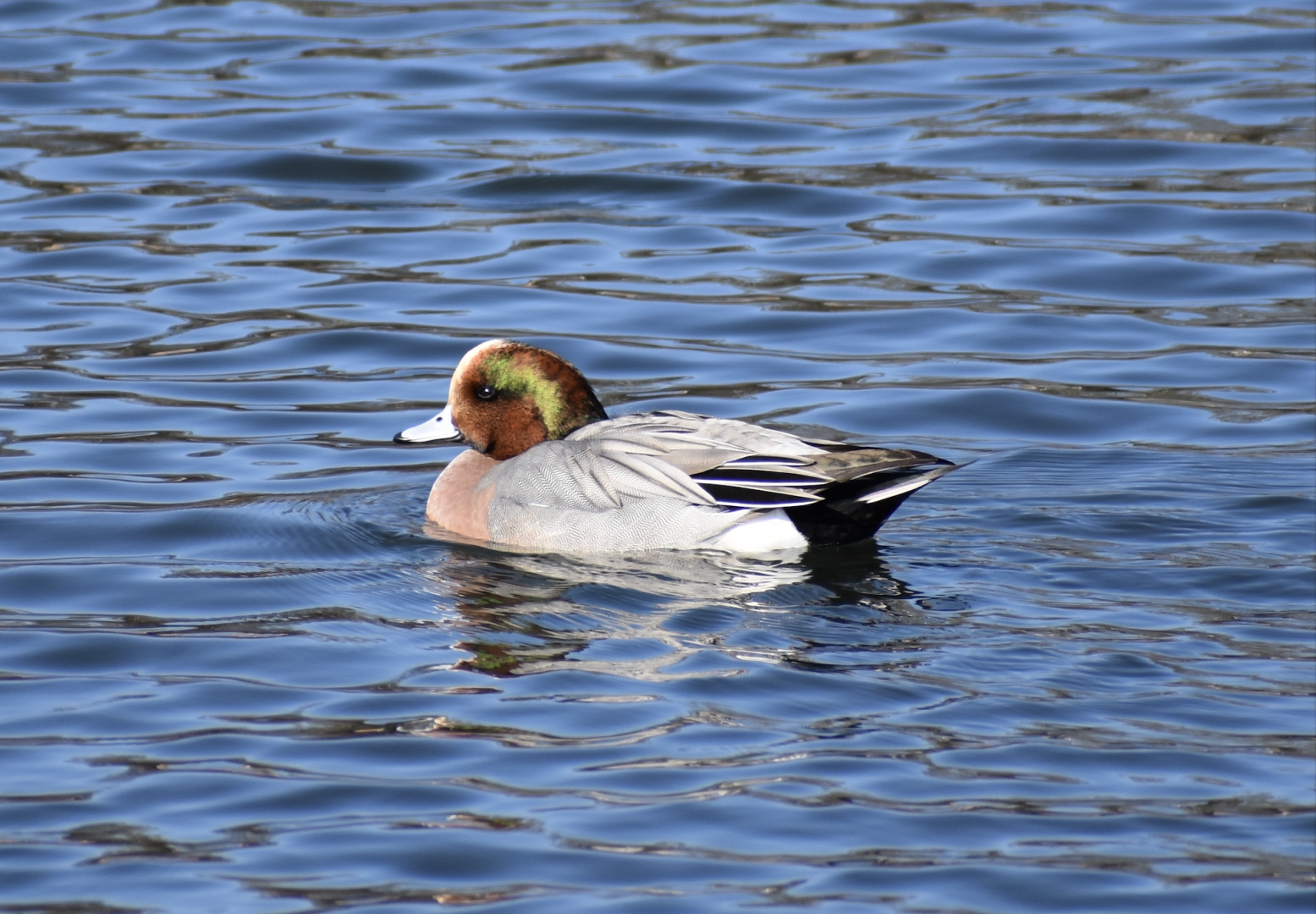 American Wigeon x Eurasian Wigeon Hybrid ~ Karuizawa