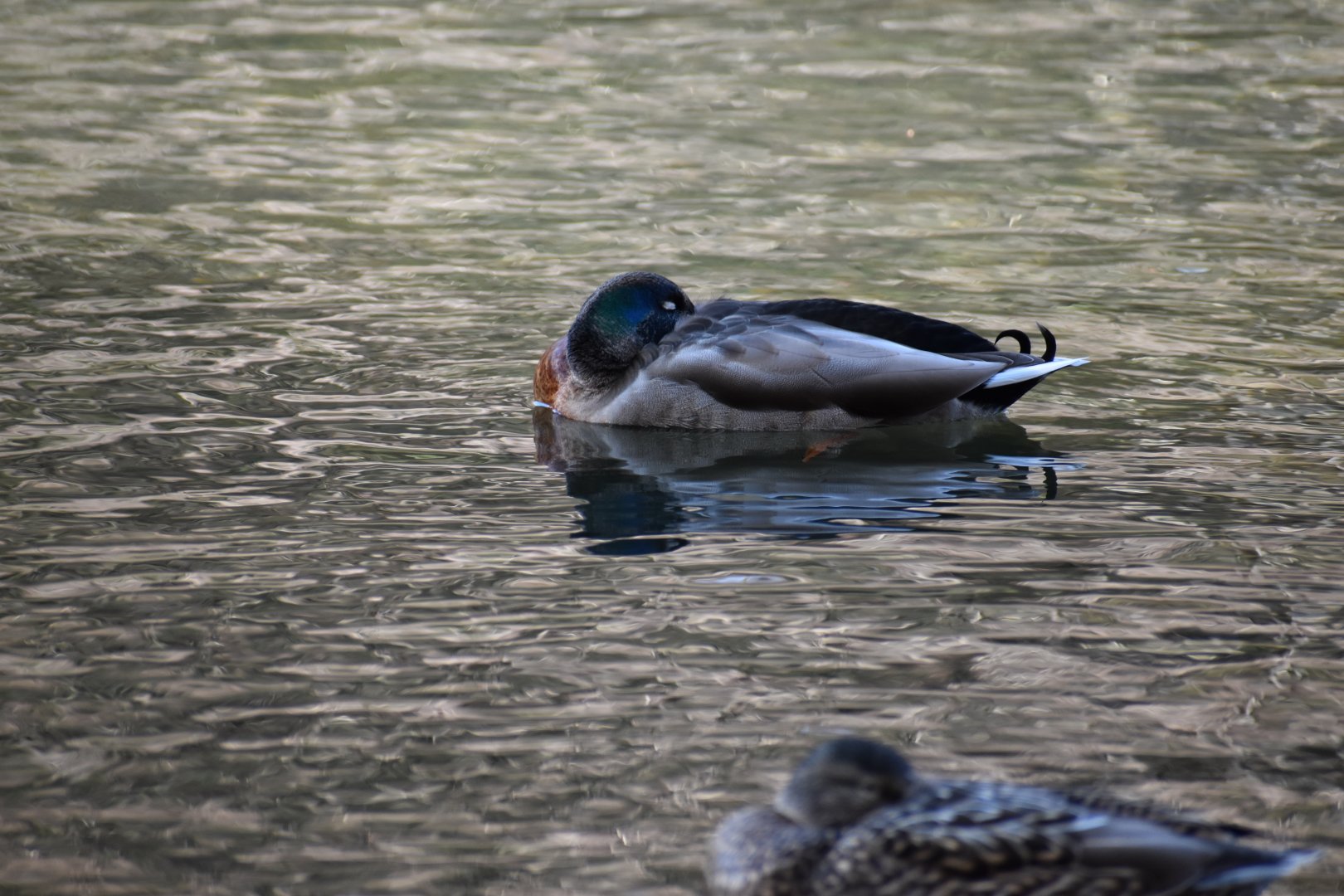 American Wigeon x Mallard Hybrid ~ Karuizawa