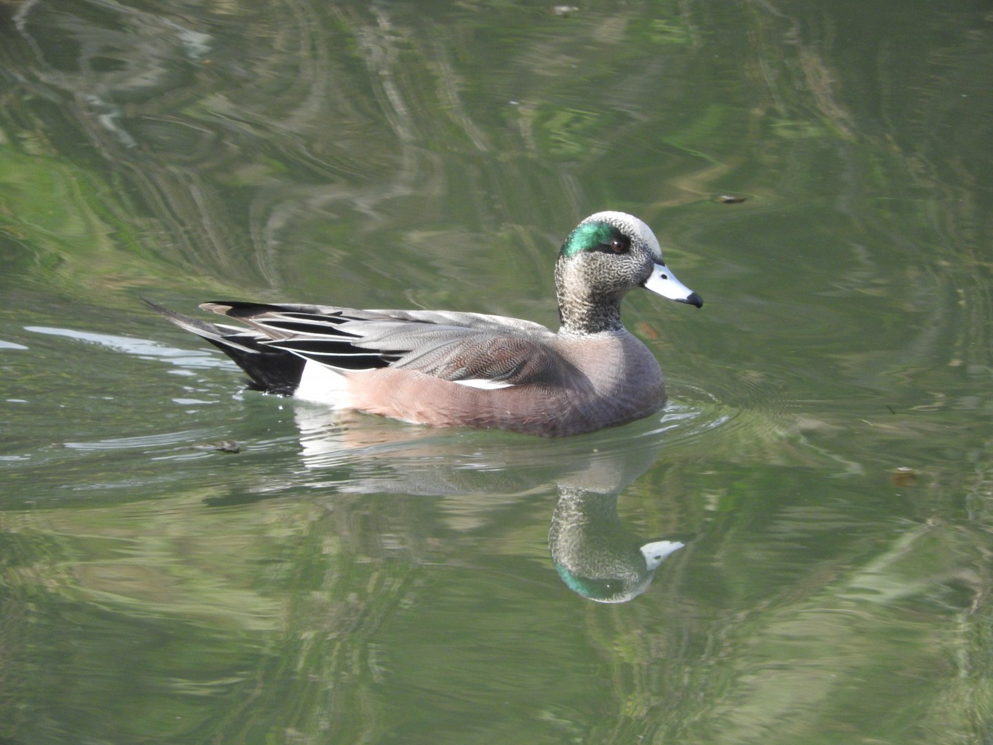 American Wigeon