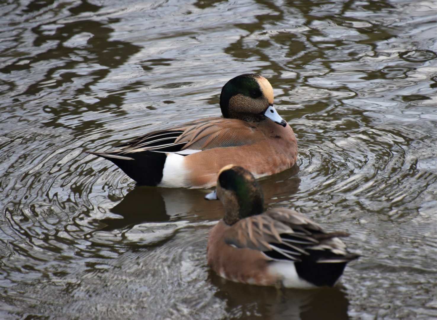 American wigeon