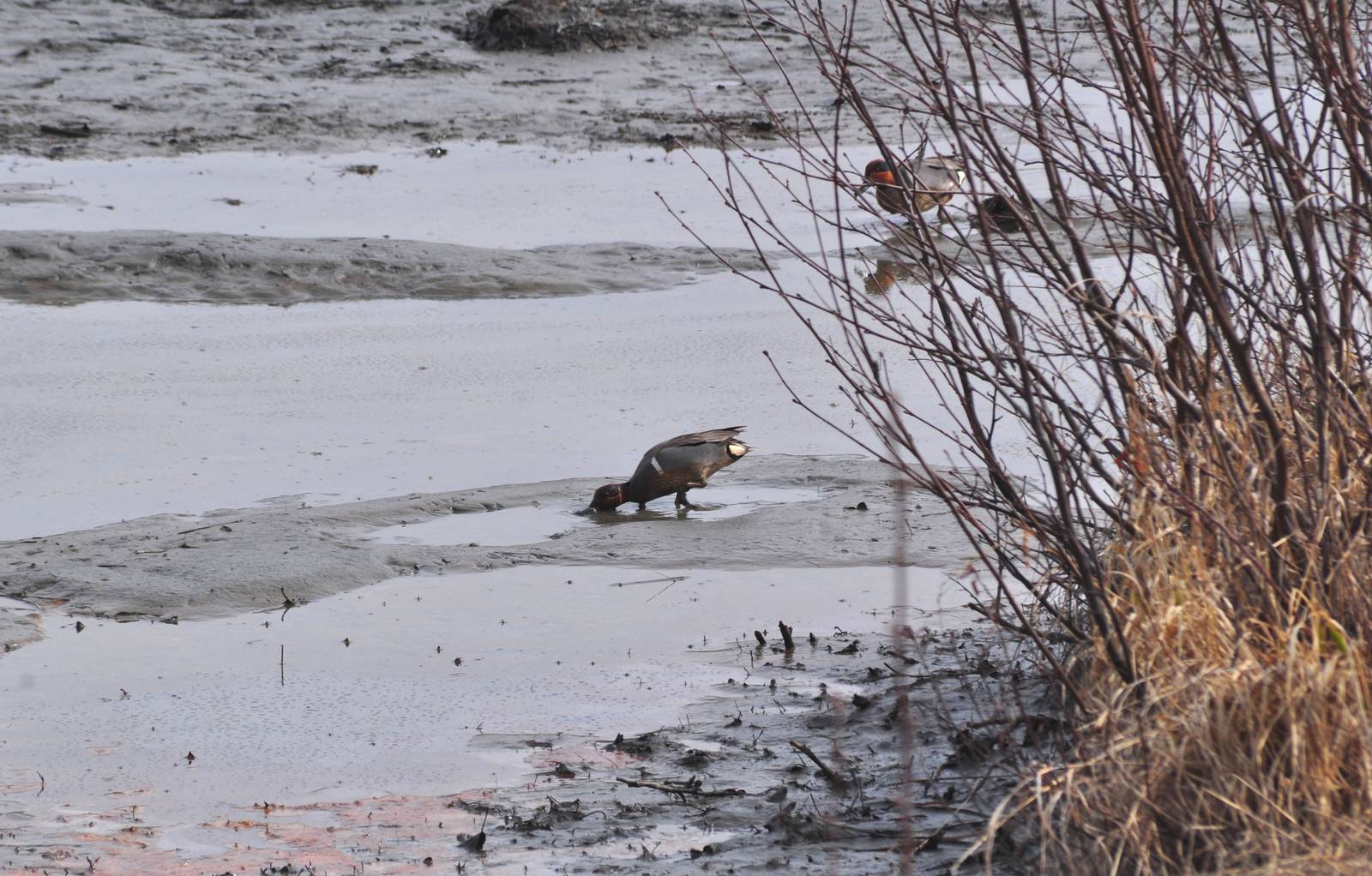 American Wigeons - Alaska