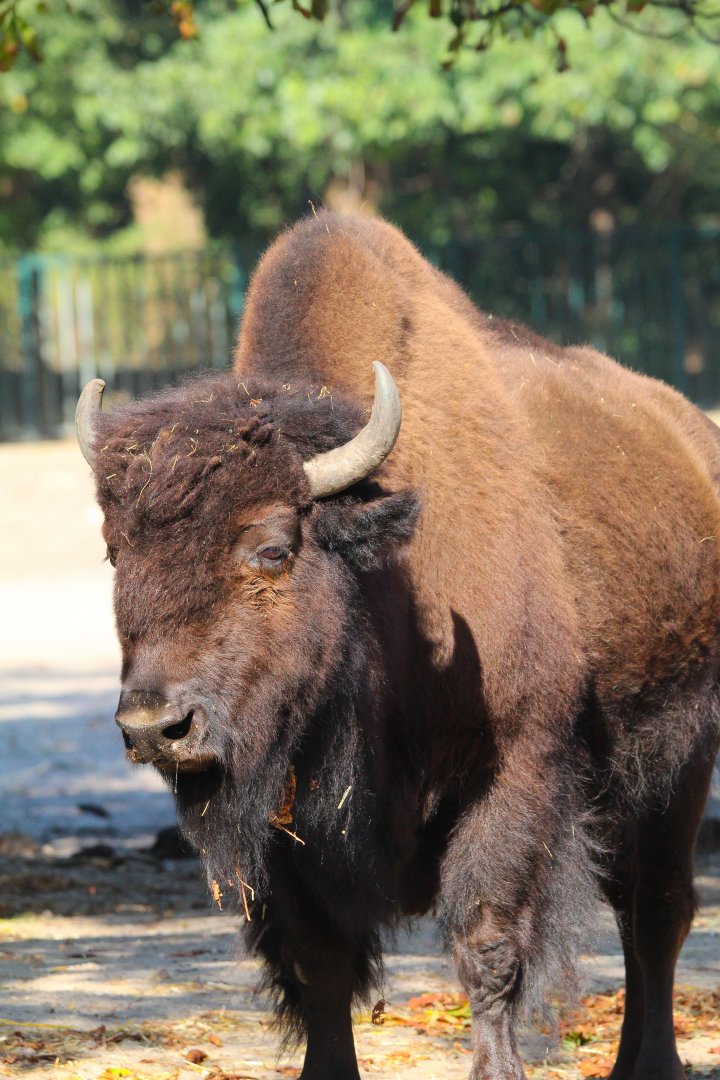 American Wood Bison- 4th September 2024