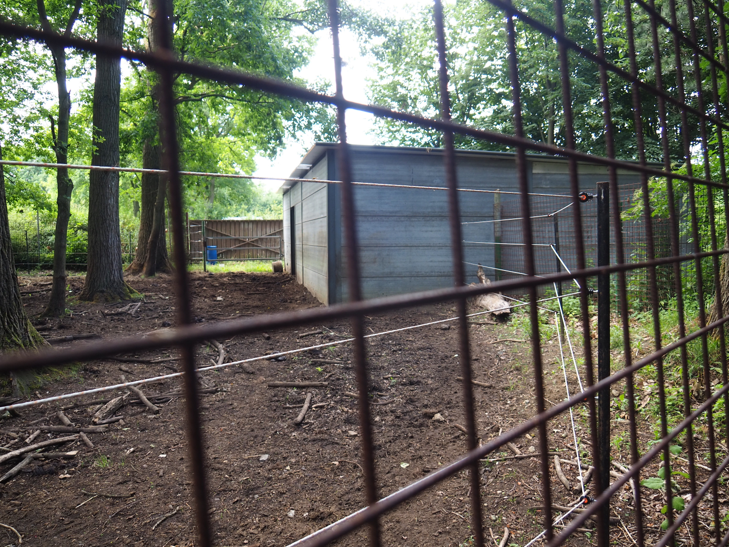 American wood bison barn, 2020-06-20