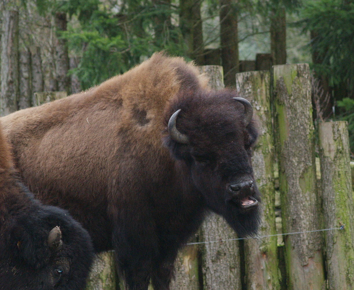 American wood bison (Bison bison athabascae), 2008-03-01