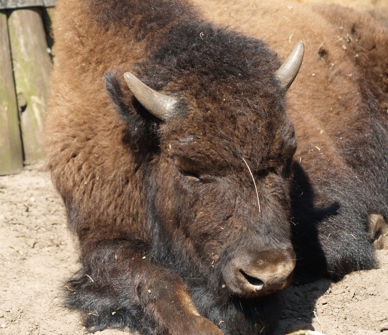 American wood bison (Bison bison athabascae), 2009-04-19
