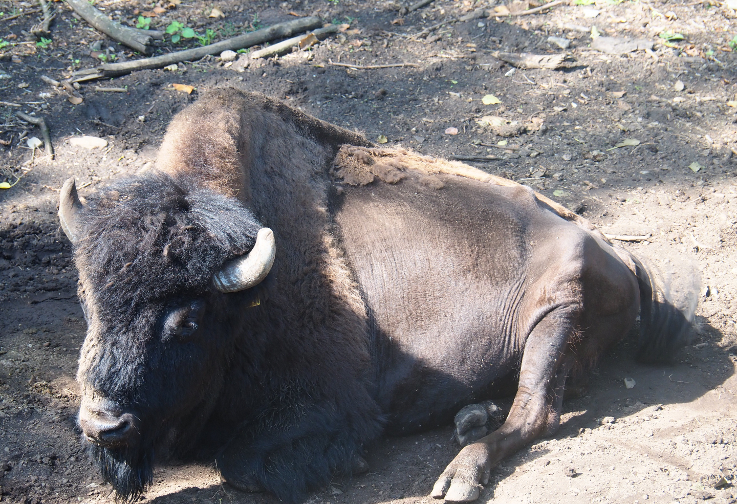 American wood bison (Bison bison athabascae), 2019-08-04