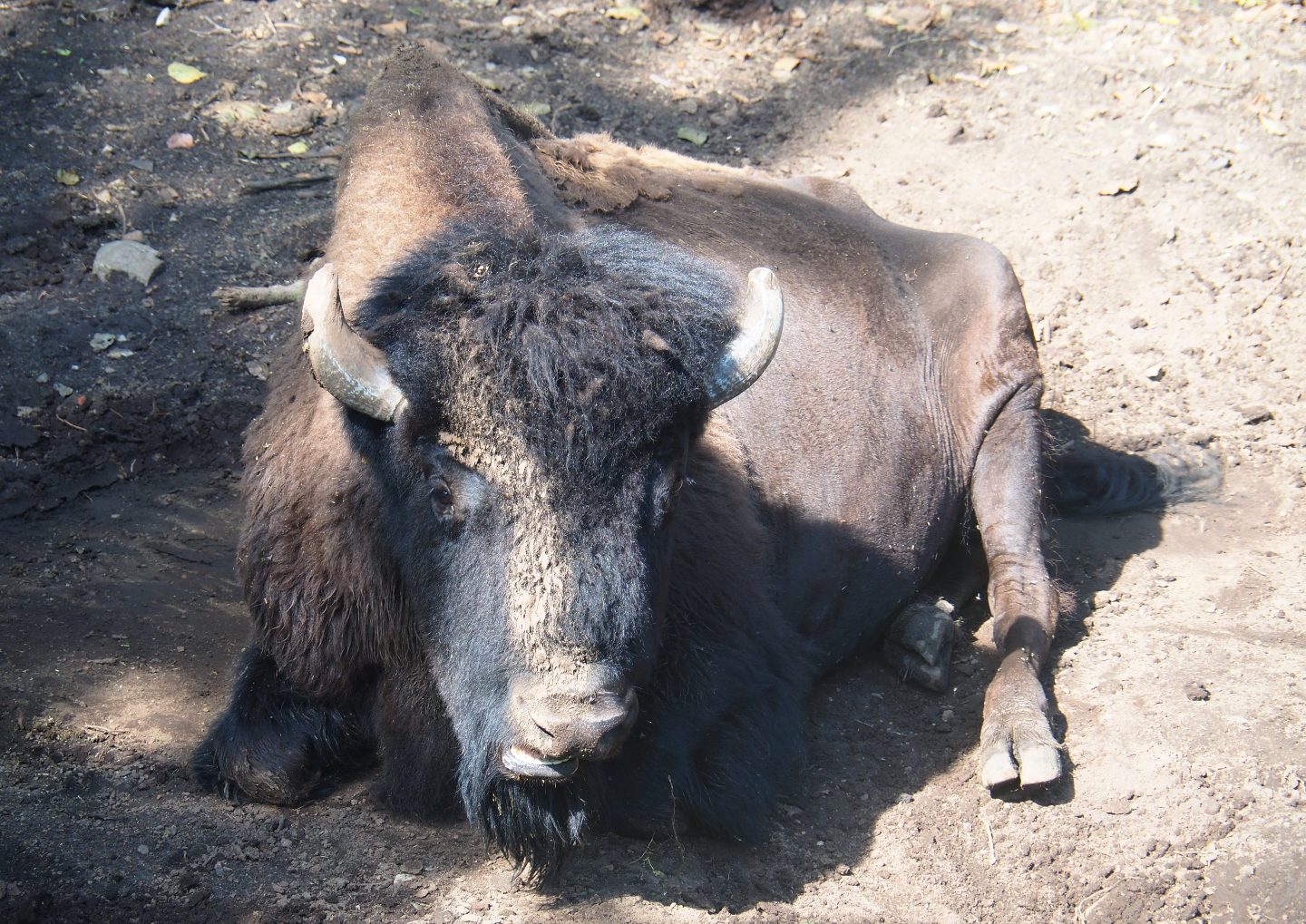 American wood bison (Bison bison athabascae), 2019-08-04